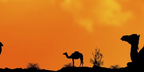 Camels, horses and the secrets of creating impactful content